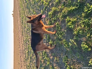 căței ciobănesc german  - imagine 4