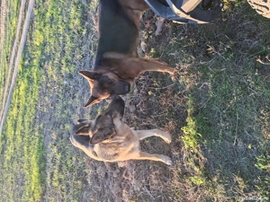 căței ciobănesc german  - imagine 2