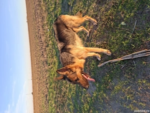 căței ciobănesc german  - imagine 3