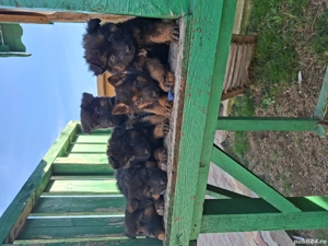 căței ciobănesc german 