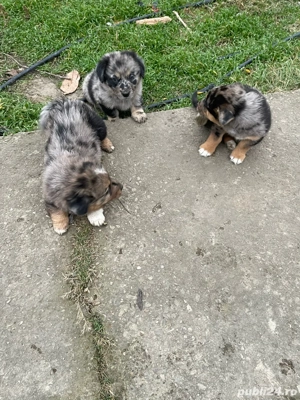 Spre adoptie 5 băieței frumosi de talie mică 