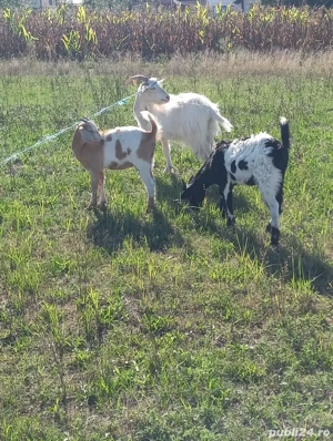 De vânzare capră cu iezi  - imagine 3