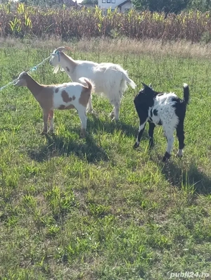 De vânzare capră cu iezi  - imagine 2