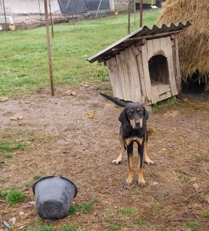 Vand femela copoi ardelenesc 