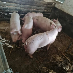 Vând porcii crescuți natural ! 