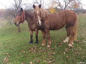 Vand iapa si cal  - imagine 2