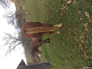 Vand iapa si cal  - imagine 5