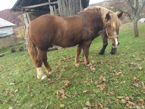 Vand iapa si cal  - imagine 3