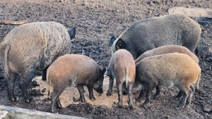 Porci de vanzare   mistreti - imagine 3