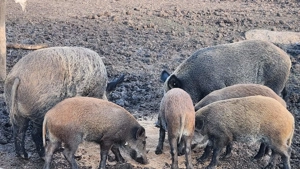 Porci de vanzare   mistreti