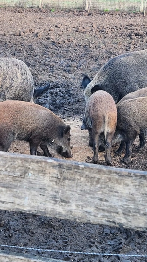 Porci de vanzare   mistreti - imagine 2