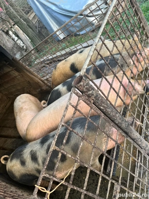 vand porci  - imagine 5