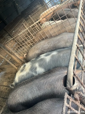 vand porci  - imagine 3