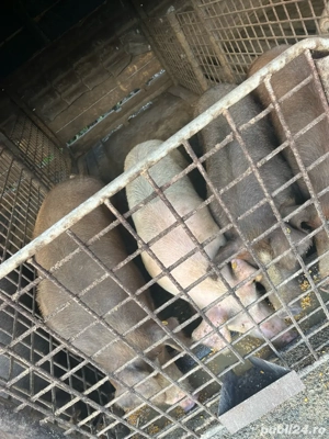 vand porci  - imagine 4