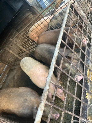 vand porci  - imagine 2