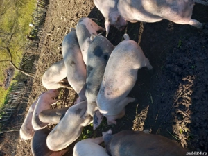 Porci de vânzare, crescuti în gospodărie