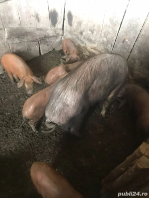 Vând porci - imagine 2
