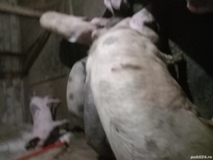 Porci de vânzare, crescuti în gospodărie - imagine 4