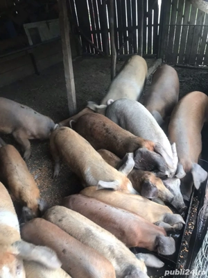 Vând porci - imagine 3