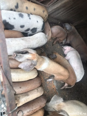 Vând porci - imagine 5