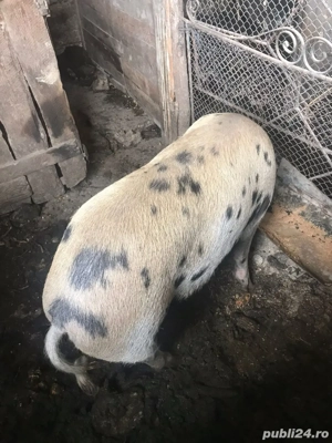 Vând porci - imagine 4