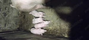 Porci si purcei de vanzare - imagine 3