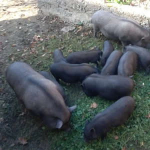 Vând porci vietnamezi