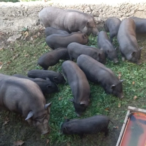 Vând porci vietnamezi - imagine 3
