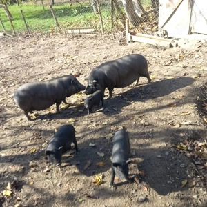 Vând porci vietnamezi - imagine 2