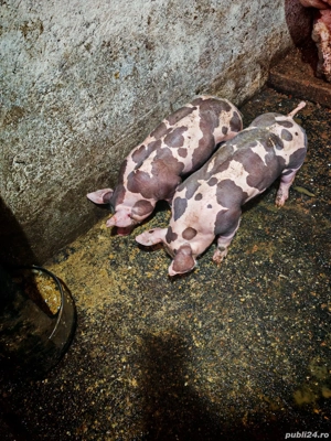 Porci Pietrain  - imagine 2