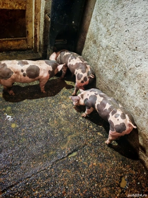 Porci Pietrain  - imagine 3