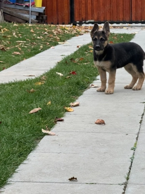 Ciobănesc german femela