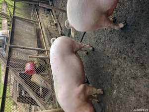 Porci de vânzare, crescuti în gospodărie - imagine 5