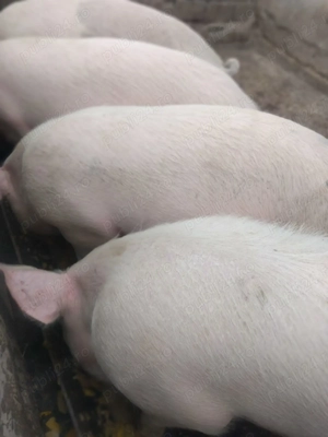 Vând 4 porci în jur la 130 kg