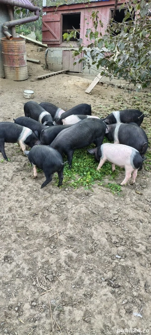 Vand purcei bazna - imagine 3