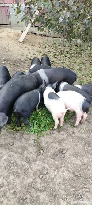 Vand purcei bazna - imagine 2