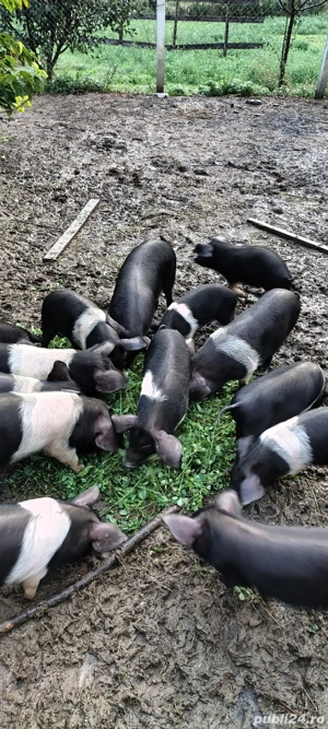 Vand purcei bazna - imagine 4