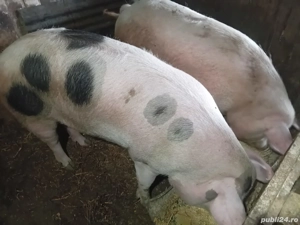 Porci de vânzare - imagine 2