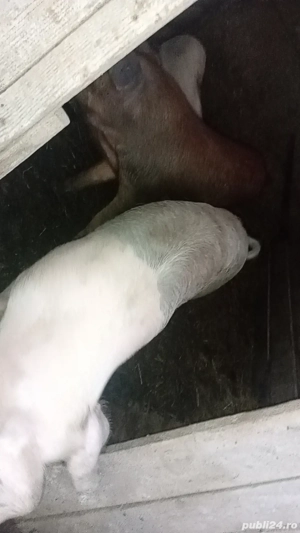 4 Grăsuni de vânzare, 5 luni !