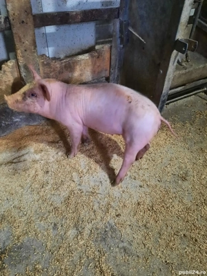 porci pentru Crăciun  - imagine 3