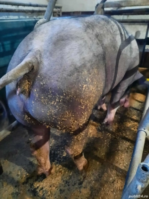 porci pentru Crăciun  - imagine 2