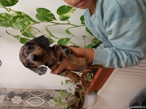 Teckel mascul  - imagine 2