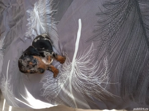 Teckel mascul  - imagine 5