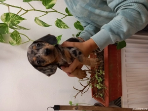 Teckel mascul  - imagine 3