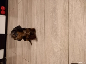 Teckel mascul  - imagine 4