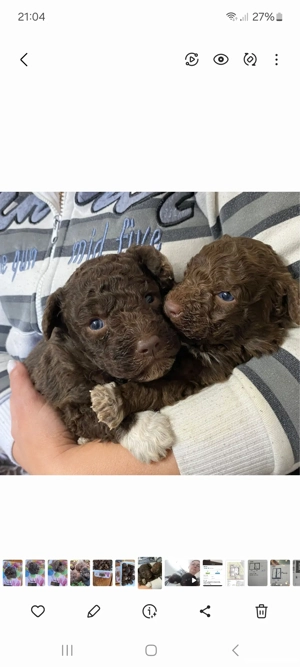  Vind Lagotto Romagnolo 