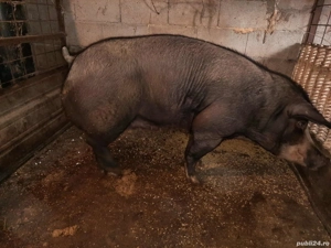 porci pentru Crăciun  - imagine 4