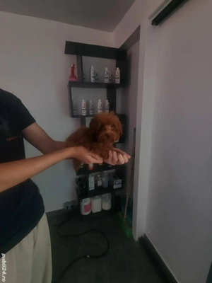 Pudel red baietel  si fetita