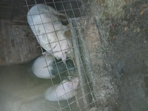 Vând porci Cluj - imagine 2