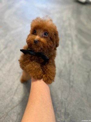 Pudel red baietel  si fetita - imagine 2